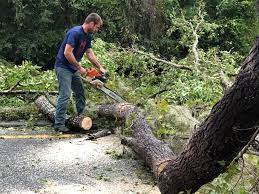 Why Choose Our Tree Removal Services in Coraopolis, PA?